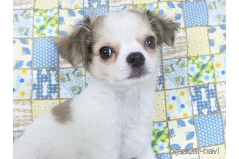 成約済の千葉県のチワワ(ロングコート)-153276の6枚目